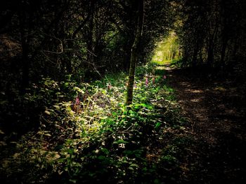 Scenic view of flowering trees in forest