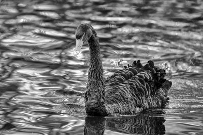 Close-up of swan swimming in lake