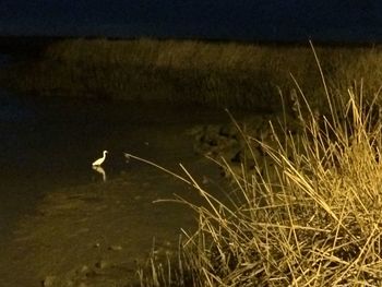 High angle view of gray heron on field by lake