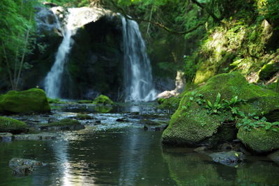 Scenic view of waterfall in forest