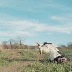 View of horse on field against sky