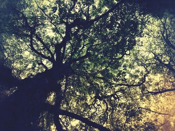 Low angle view of tree against sky