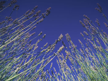 Low angle view of flowering plants against blue sky