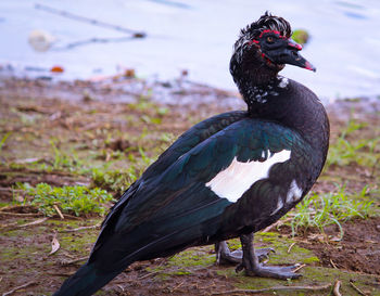 Close-up of bird perching on a field