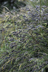 Close-up of lizard on field