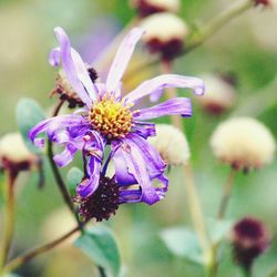 Close-up of honey bee on purple flower