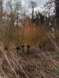 Bare trees in forest