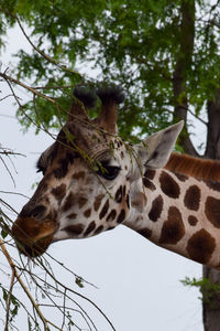 Low angle view of giraffe against trees