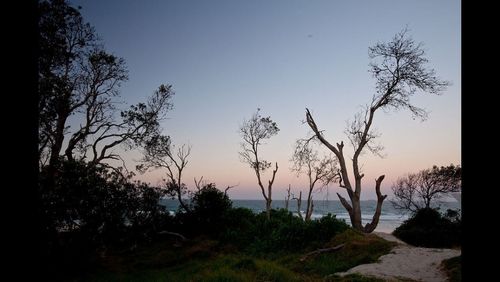 Bare trees on landscape