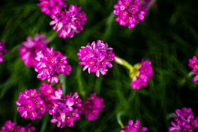 Close-up of pink flowering plants