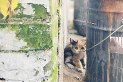 Portrait of cat sitting by wall