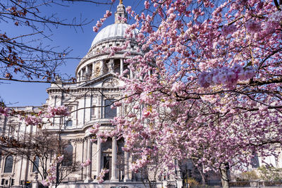 Low angle view of cherry blossom tree by building against sky