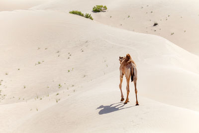 One middle eastern camel walking in the desert