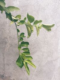 Close-up of plant against cement wall