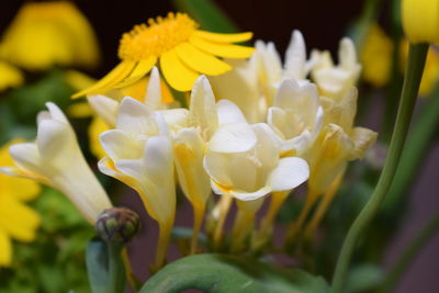 Close-up of yellow flowers blooming outdoors