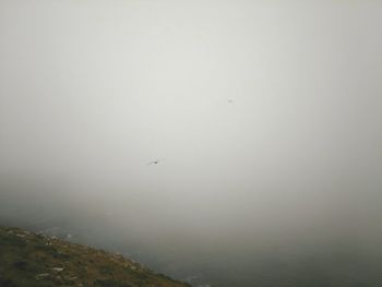 Birds flying over sea