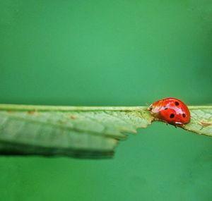 Close-up of ladybug on green leaf