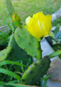 Close-up of yellow flower blooming outdoors