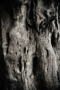 Full frame shot of tree trunk