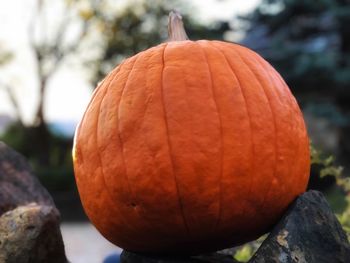 Close-up of pumpkin