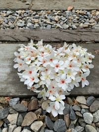 High angle view of white flowers on stone