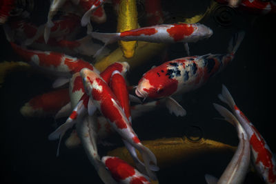 View of koi fish in sea