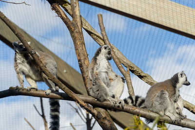 Low angle view of birds perching on tree