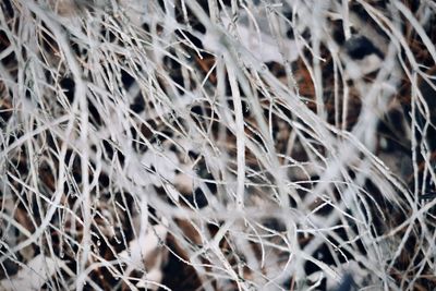 Close-up of dried plant on field