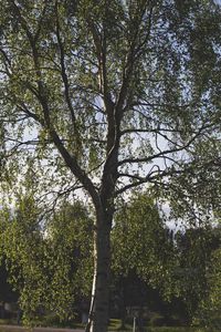 Low angle view of trees