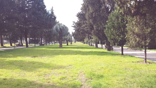 Trees in park