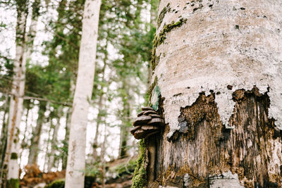 Low angle view of trees growing in forest