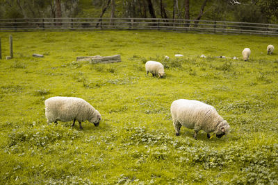 Sheep grazing on field