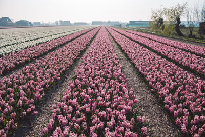 Pink flowers on field against sky