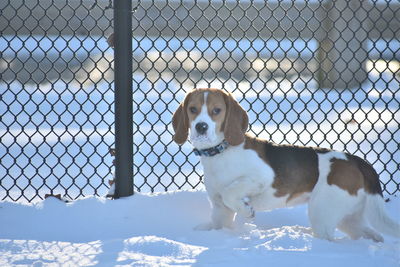 Dog standing in chainlink fence during winter