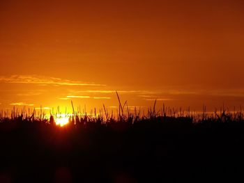 Silhouette plants on landscape against orange sky