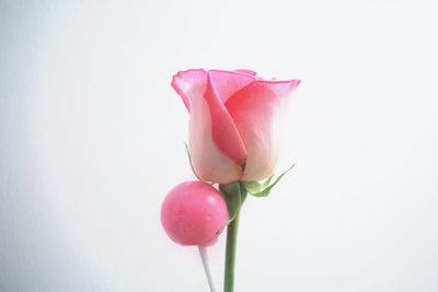 Close-up of pink rose against white background