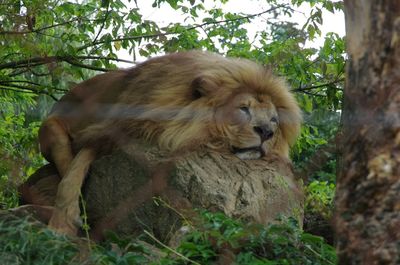 Lion relaxing on tree