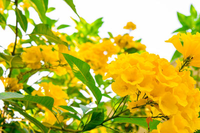 Close-up of yellow flowers blooming in park