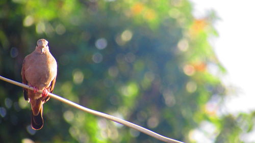 Close-up of bird perching on branch