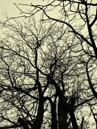 Low angle view of tree against sky