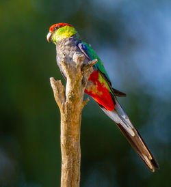 Close-up of parrot perching on branch