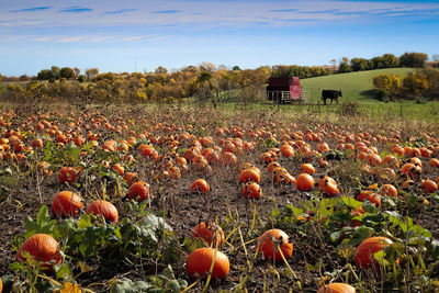 View of pumpkins on field against sky during autumn