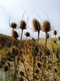 Close-up of thistle on field against sky