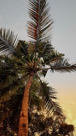 Low angle view of palm tree against sky