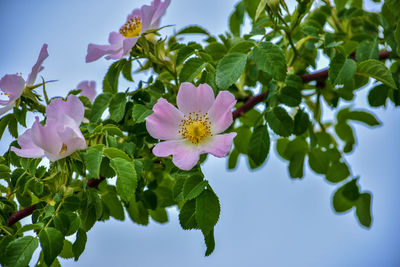 Close-up of pink flowering plant against sky