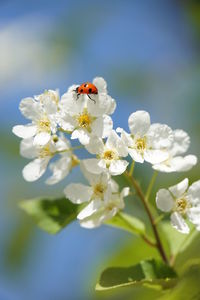 Close-up of bee on white flowers