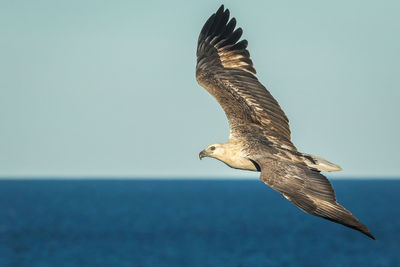 Seagull flying in the sea