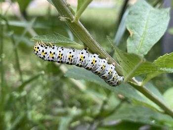 moths and butterflies