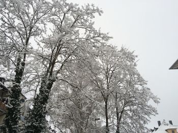 Low angle view of trees against sky