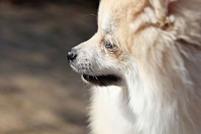 Close-up of a dog looking away